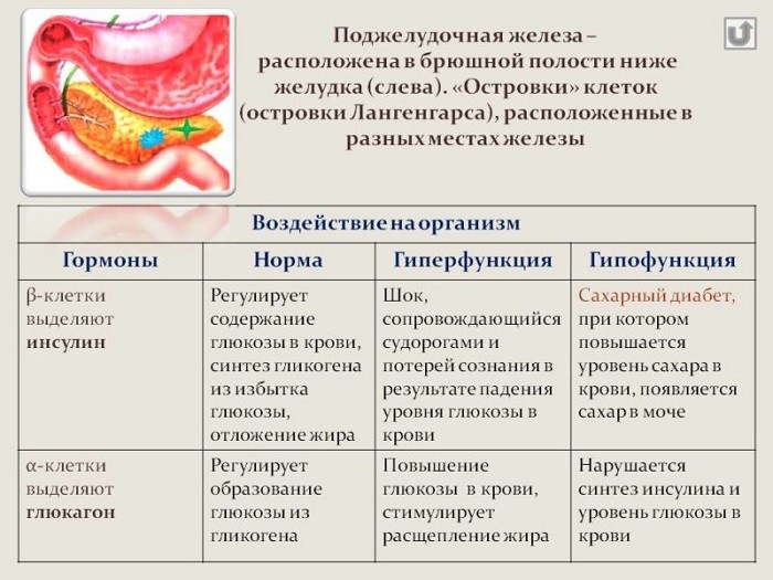 Болит поджелудочная железа? Симптомы и лечение - от СантаЛен